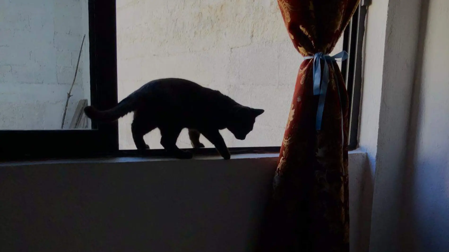 gatos negro (1)